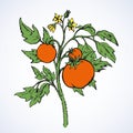 Tomatoes. Vector drawing Royalty Free Stock Photo