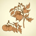 Tomatoes. Vector drawing Royalty Free Stock Photo