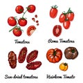 Tomatoes. Vector food icons of vegetables. Colored sketch of food products. Roma tomatoes, sun dried tomatoes, heiloom Royalty Free Stock Photo