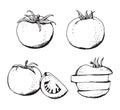 Tomatoes vector set, hand drawn vegetables Royalty Free Stock Photo