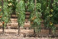 Tomatoes Royalty Free Stock Photo