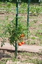 tomatoes in a vegetable garden Royalty Free Stock Photo