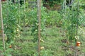 Tomatoes in a vegetable garden Royalty Free Stock Photo