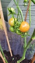 Tomatoes for vegetable growers and Gardeners Royalty Free Stock Photo