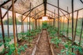 Tomatoes Vegetables Growing In Raised Beds In Vegetable Garden A Royalty Free Stock Photo