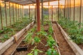 Tomatoes Vegetables Growing In Raised Beds In Vegetable Garden A Royalty Free Stock Photo