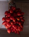 Tomatoes of Vesuvius