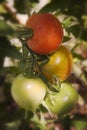 Tomatoes on the Vine Royalty Free Stock Photo