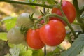 Tomatoes on the Vine Royalty Free Stock Photo