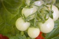 Tomatoes on the Vine Royalty Free Stock Photo