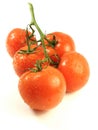 Tomatoes vine Royalty Free Stock Photo