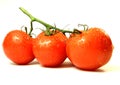 Tomatoes vine Royalty Free Stock Photo