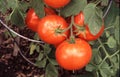 Tomatoes on the vine Royalty Free Stock Photo