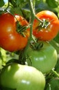 Tomatoes on the vine Royalty Free Stock Photo