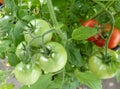 Tomatoes on the vine