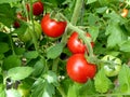 Tomatoes on the vine Royalty Free Stock Photo