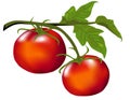 Tomatoes on the Vine Royalty Free Stock Photo