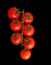 Tomatoes On The Vine Royalty Free Stock Photo