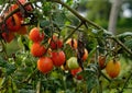 Tomatoes on the vine on the Amalfi Coast of Italy