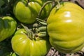 Tomatoes on the vine Royalty Free Stock Photo