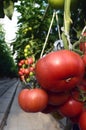 Tomatoes warmhouse Royalty Free Stock Photo