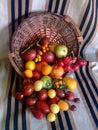 Tomatoes in wooden basket 2