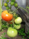 Tomatoes yield