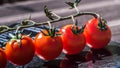 Tomatoo Royalty Free Stock Photo