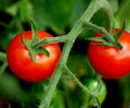 Tomatos Royalty Free Stock Photo