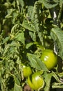 Tomatos Royalty Free Stock Photo