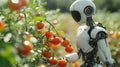 Tomatos beeing picked by artificial intelligence robots from greenhouse