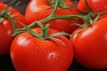 Tomatos in bunch Royalty Free Stock Photo