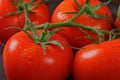 Tomatos in bunch Royalty Free Stock Photo