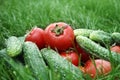 Tomatos and cucumber on grass Royalty Free Stock Photo