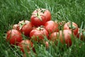 Tomatos on grass Royalty Free Stock Photo