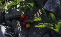 Tomatos ontop of rubble and ash