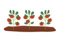Tomato plants in the soil. Farm vegetable growing process with ripe tomatoes Royalty Free Stock Photo