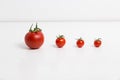 Tomatos in a row Royalty Free Stock Photo