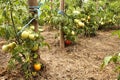 Tomatos in a vegetable garden