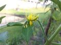 Tomatto flower