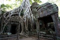 Tomb Raider Tree in Ta Prohm Temple, Temples of Angkor, Cambodia Royalty Free Stock Photo