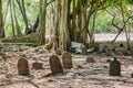 Tombstones at ancient creepy abandoned maldivian cemetery in the forest jungles at the island Manadhoo the capital of Noonu atoll