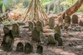 Tombstones at ancient creepy abandoned maldivian cemetery in the jungles at the island Manadhoo the capital of Noonu atoll