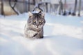 Tomcat in the snow Royalty Free Stock Photo