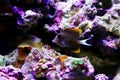 Tomini surgeonfish - Ctenochaetus tominiensis