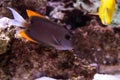Tomini Tang fish Ctenochaetus tominiensis Royalty Free Stock Photo