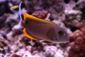 Tomini Tang fish Ctenochaetus tominiensis Royalty Free Stock Photo