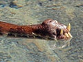 Tomistoma Snout Royalty Free Stock Photo