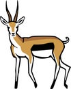 Tommie Gazelle