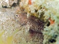 Tompot blenny Royalty Free Stock Photo